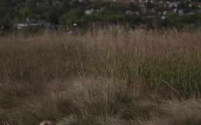Sunny Day - Animals - VIDEOTIME.COM
