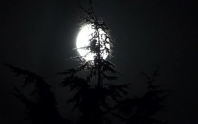 Full Moon and Pine - Fun - VIDEOTIME.COM