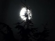 Full Moon and Pine