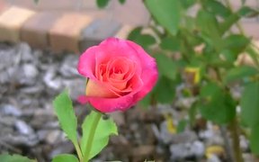 Beautiful Pink Rose - Fun - VIDEOTIME.COM