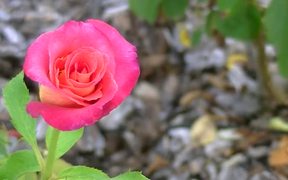 Beautiful Pink Rose - Fun - VIDEOTIME.COM