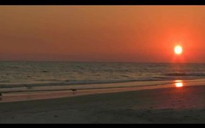 Birds and Sunset - Animals - VIDEOTIME.COM