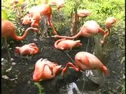 Sarasota Jungle Gardens Pink Flamingo