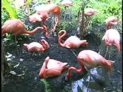 Sarasota Jungle Gardens Pink Flamingo