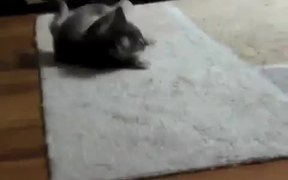 “I’m A Cat” Song - Animals - VIDEOTIME.COM