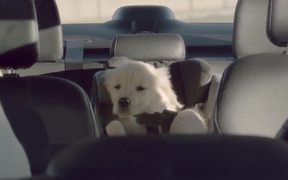 Subaru Campaign: Dog Tested - Commercials - VIDEOTIME.COM