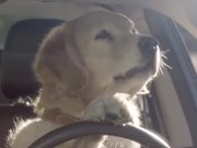 Subaru Campaign: Dog Tested
