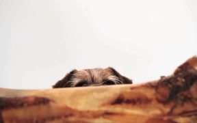Pedigree Video: Small Dog, Big Bone - Commercials - VIDEOTIME.COM