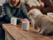 McVitie’s Video: Corgi Puppies
