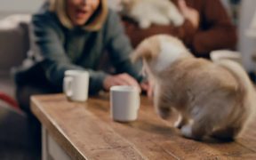 McVitie’s Video: Corgi Puppies - Commercials - VIDEOTIME.COM