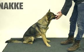 Jose Ahonen Performs Magic for Dogs - Commercials - VIDEOTIME.COM