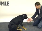 Jose Ahonen Performs Magic for Dogs