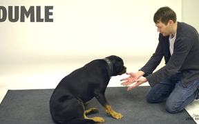 Jose Ahonen Performs Magic for Dogs