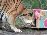 BIG CATS ATTACK!-Cardboard Carnage!