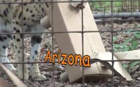 BIG CATS ATTACK!-Cardboard Carnage! - Kids - VIDEOTIME.COM