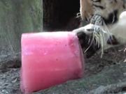 How To Make a TIGER POPSICLE!