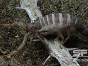 Predator Bugs in Macro View Ultra HD