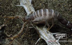 Predator Bugs in Macro View Ultra HD