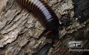 Predator Bugs in Macro View Ultra HD - Animals - VIDEOTIME.COM