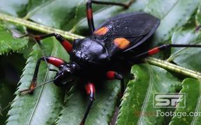 Predator Bugs in Macro View Ultra HD - Animals - VIDEOTIME.COM