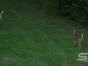 Slow Motion of 2 Young Whitetail Deer Running