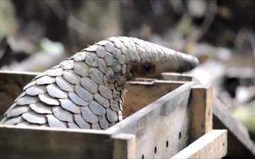 Honey Badger Narrates Viral Video: The Pangolin - Commercials - VIDEOTIME.COM