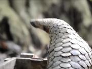 Honey Badger Narrates Viral Video: The Pangolin - Commercials - Y8.COM