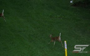 Slow Motion of 2 Young Whitetail Deer Running - Animals - VIDEOTIME.COM