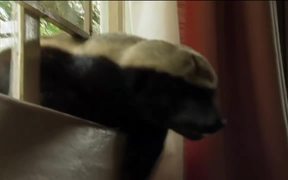 Honey Badger Narrates: Masters of Mayhem - Commercials - VIDEOTIME.COM