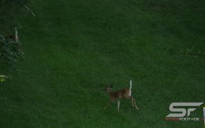 Slow Motion of 2 Young Whitetail Deer Running - Animals - VIDEOTIME.COM
