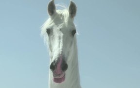 IndieJunior Festival Commercial: Unicorn - Commercials - VIDEOTIME.COM