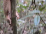 Honey Badger Narrates Viral Video: The Pangolin