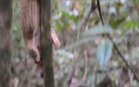 Honey Badger Narrates Viral Video: The Pangolin