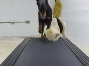 GoPro Campaign: Doberman Chases A Squirrel