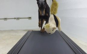 GoPro Campaign: Doberman Chases A Squirrel
