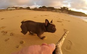 GoPro Campaign: Chicken The Dog - Commercials - VIDEOTIME.COM