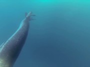 GoPro Campaign: Leopard Seal Encounter