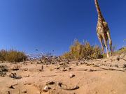GoPro Video of the Week: Giraffe Kick