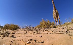 GoPro Video of the Week: Giraffe Kick - Commercials - VIDEOTIME.COM