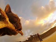 GoPro Campaign: Chicken The Dog
