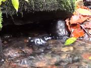Water Footage Small Waterfall