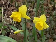 Yellow Narcissus in the Wind