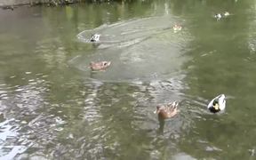 Ducks Swimming on the Lake - Animals - VIDEOTIME.COM
