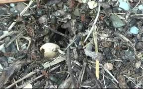 Ants Carpenter Ant - Animals - VIDEOTIME.COM