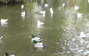 Ducks Swimming on the Lake - Animals - VIDEOTIME.COM