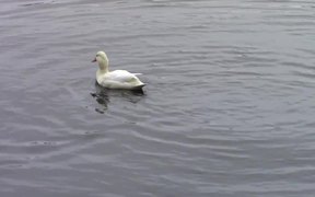 White Duck - Animals - VIDEOTIME.COM