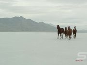 Horses Running Across Salt Flats in Ultra HD
