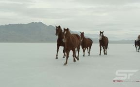 Horses Running Across Salt Flats in Ultra HD - Animals - VIDEOTIME.COM