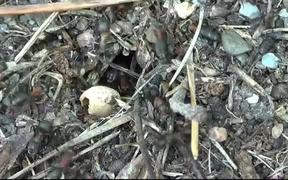 Ants Carpenter Ant - Animals - VIDEOTIME.COM