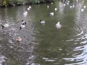 Ducks Swimming on the Lake